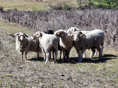 Costaud ! les béliers